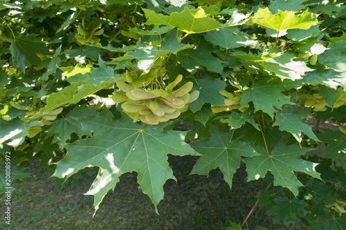 Green leaves and unripe samaras of Acer platanoides