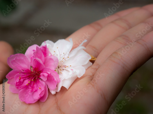 Sakura Flowers in The Palm of The Girl