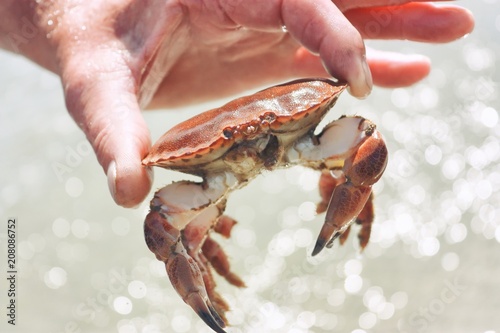 Man's hand holding crab against blurry sunny water background