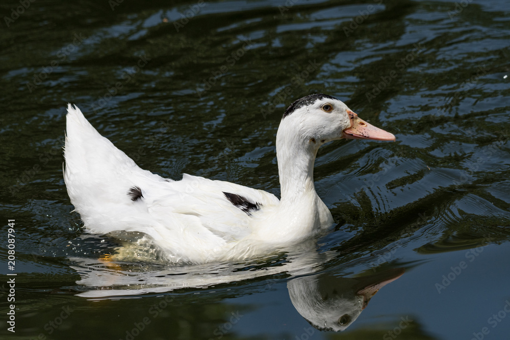 Portrait of Ancona Duck swimming in its natural habitat