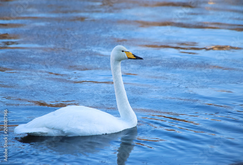 Whooper swan from Kajaani River. Kajaani, Finland.