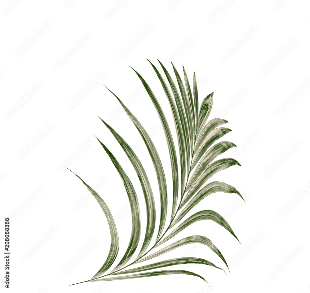 Green leaf of palm tree on white background Green leaf of palm tree on white background