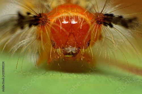 Extreme macro shot of hairy butterfly larva photo