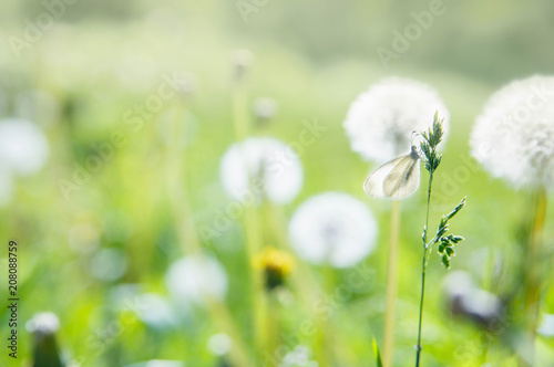 Fototapeta Naklejka Na Ścianę i Meble -  Dandelions field with butterfly