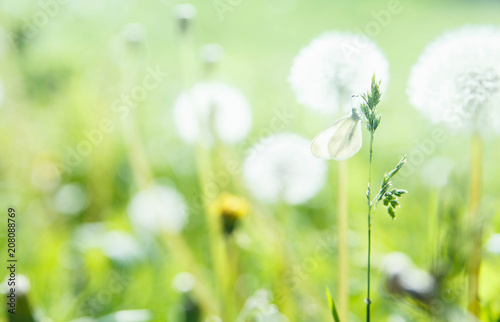 Fototapeta Naklejka Na Ścianę i Meble -  Dandelions field with butterfly