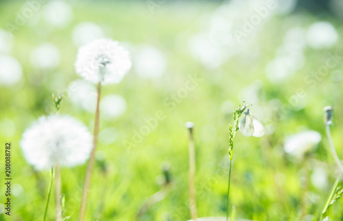 Dandelions field with butterfly