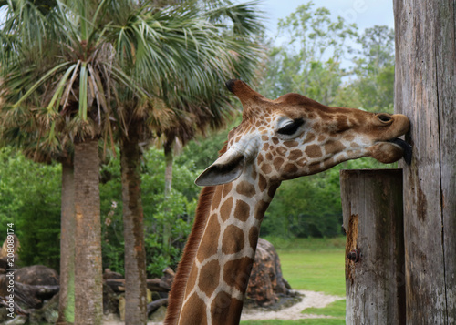 Photography Long Neck