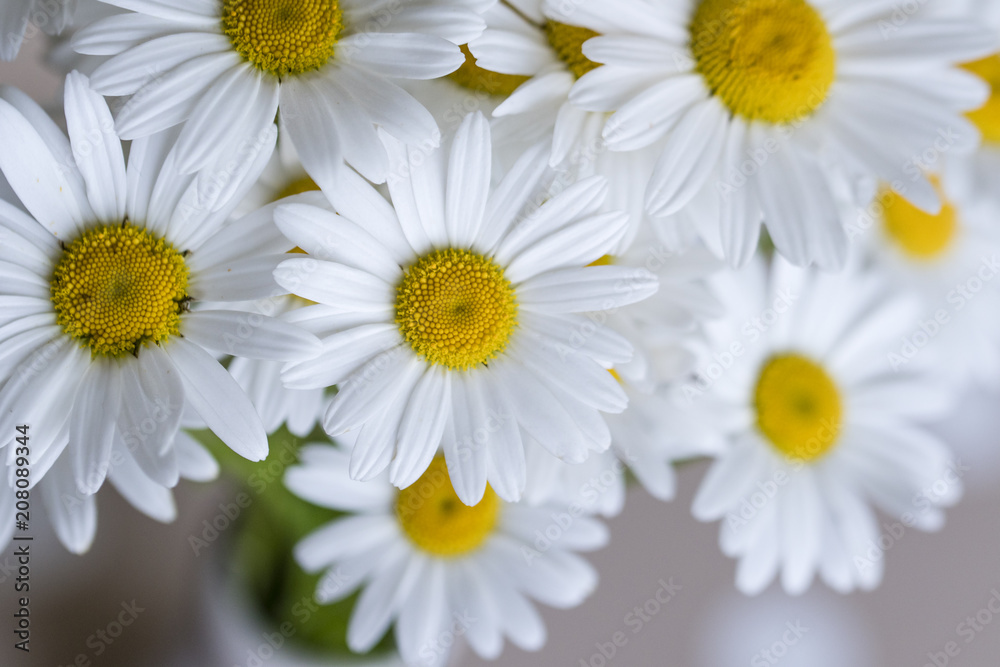 Obraz premium The flowers of the daisy in detail.