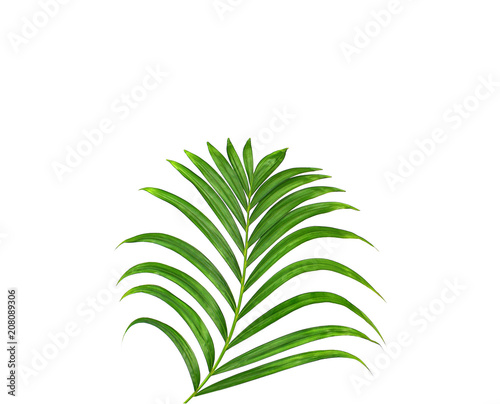 Green leaf of palm tree isolated on white background