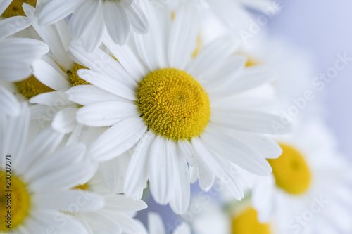 The flowers of the daisy in detail.