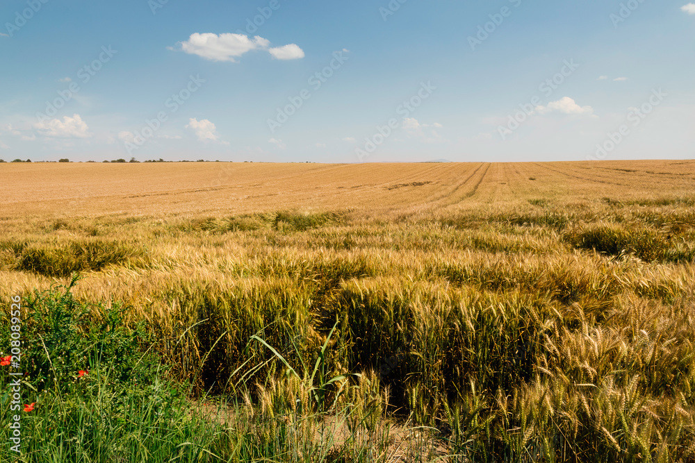 Wheat field in countryside.