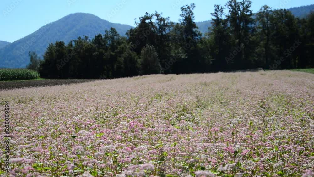 Beautiful sunny day, red buckwheat blossoms, bees collect pollen. Beautiful sunny day, red buckwheat blossoms, bees collect pollen.
