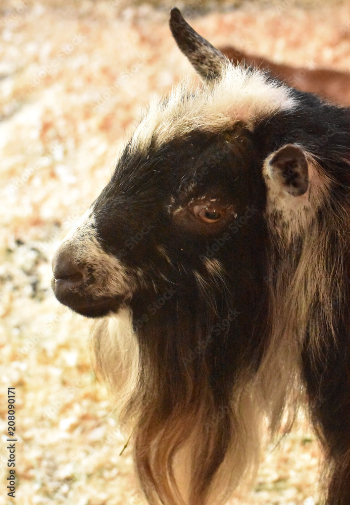 Pygmy Goat Farm Animal in a Paddock Stock Photo Adobe Stock