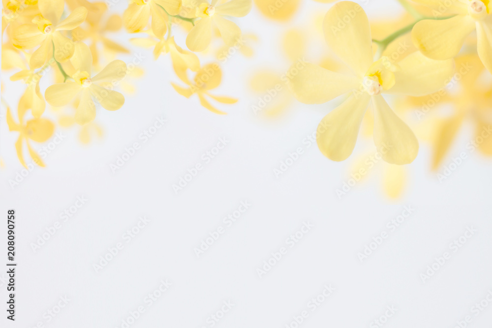 yellow orchid on white background	 - obrazy, fototapety, plakaty 