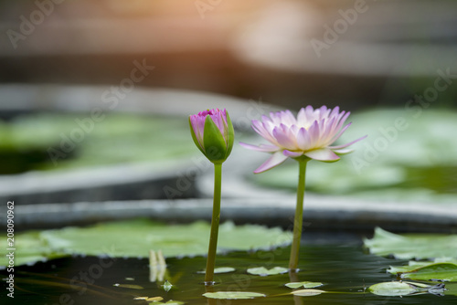 A beautiful pink Lotus Flower
