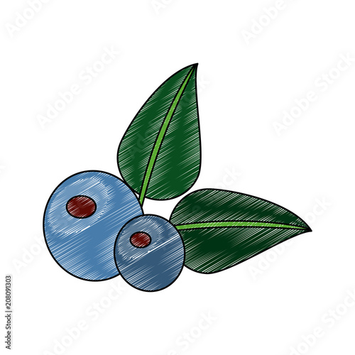 Delicious olives nature vector illustration graphic design