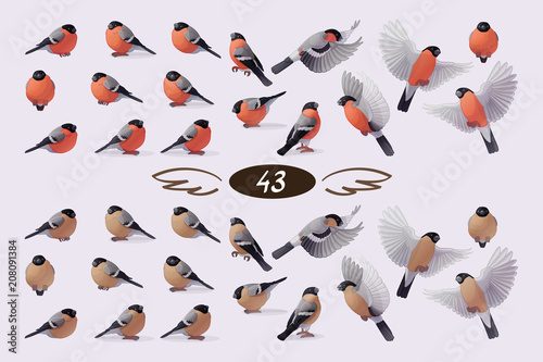 vector bullfinche finch bird family flock set