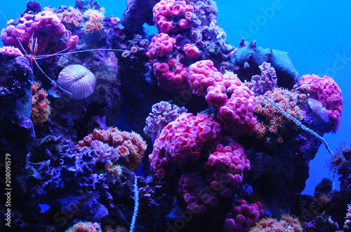 Coral Reef with Brilliant Pink and Blue Colors Underwater