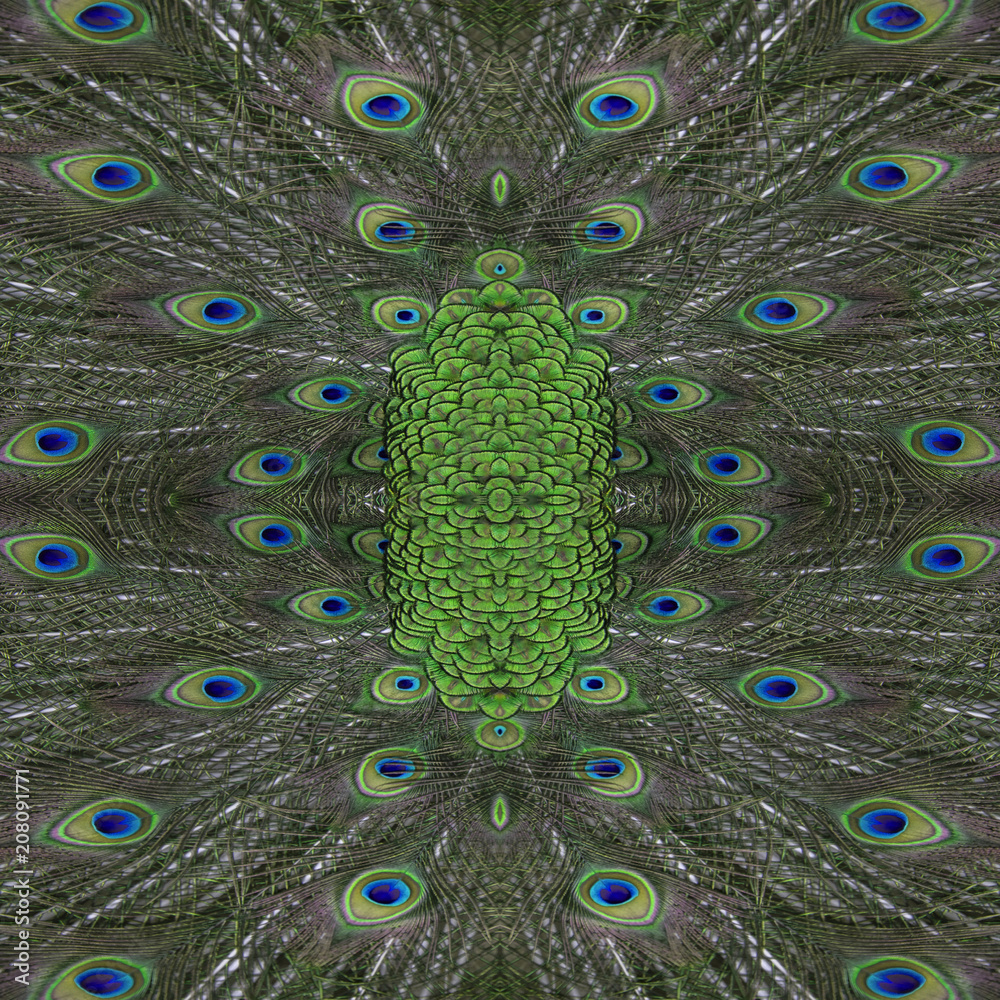 Fototapeta premium Seamless image made of peacock feathers.