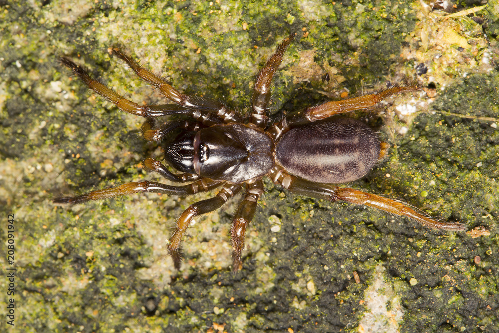 Tarantula, Nemisidae, Near Gurjee, Tripura