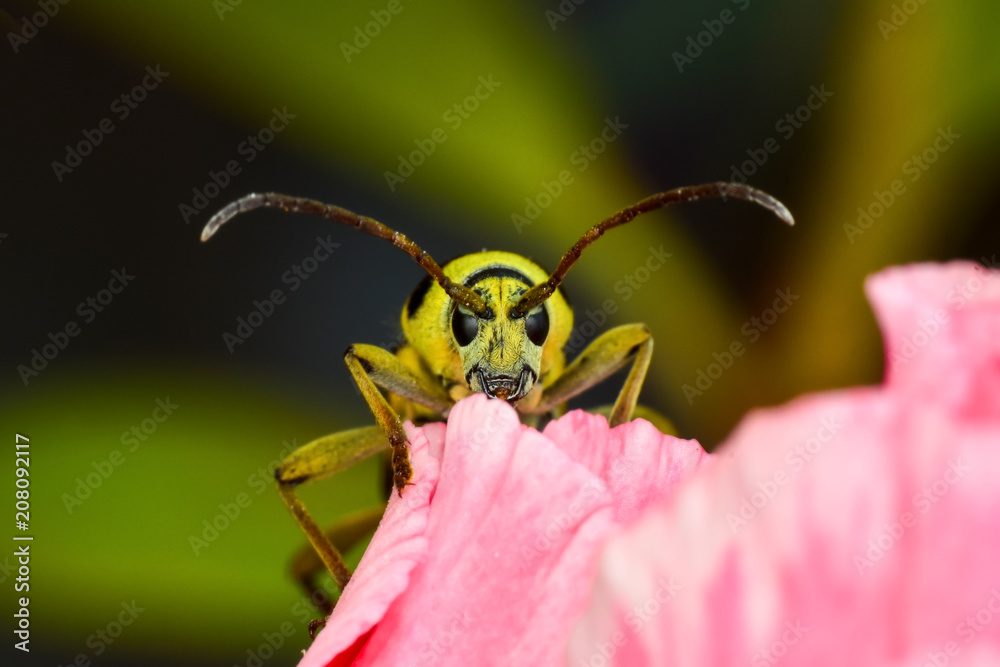 Fototapeta premium Beautiful longhorn beetle color yellow and black on green leaf.