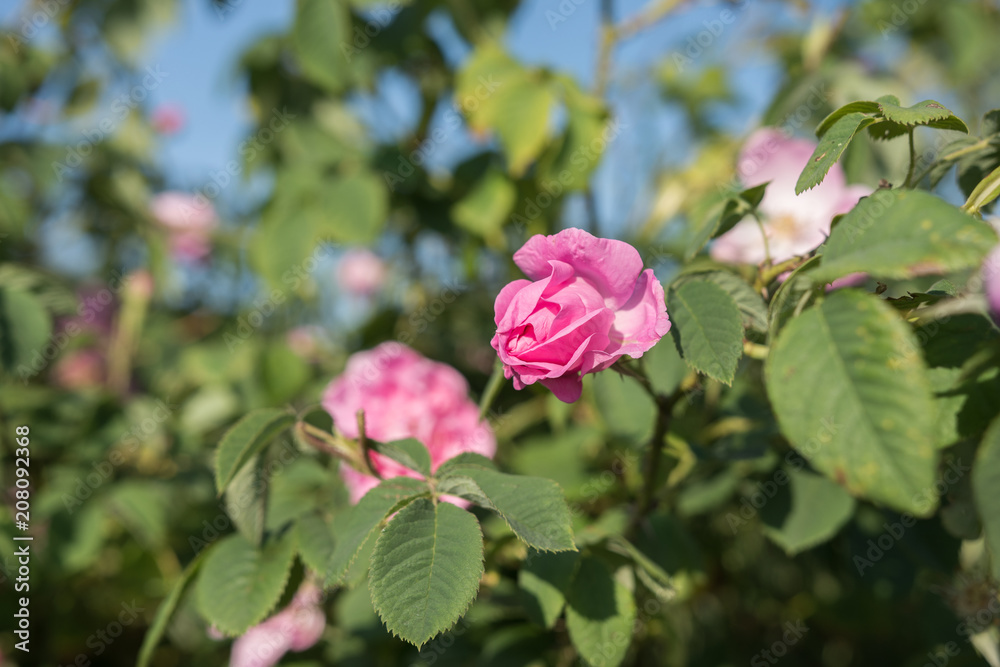 Rosa damascena rose - pink, oil-bearing, flowering, deciduous shrub plant. Bulgaria, near Kazanlak, the Valley of Roses. Cultural tourism. Close up view.