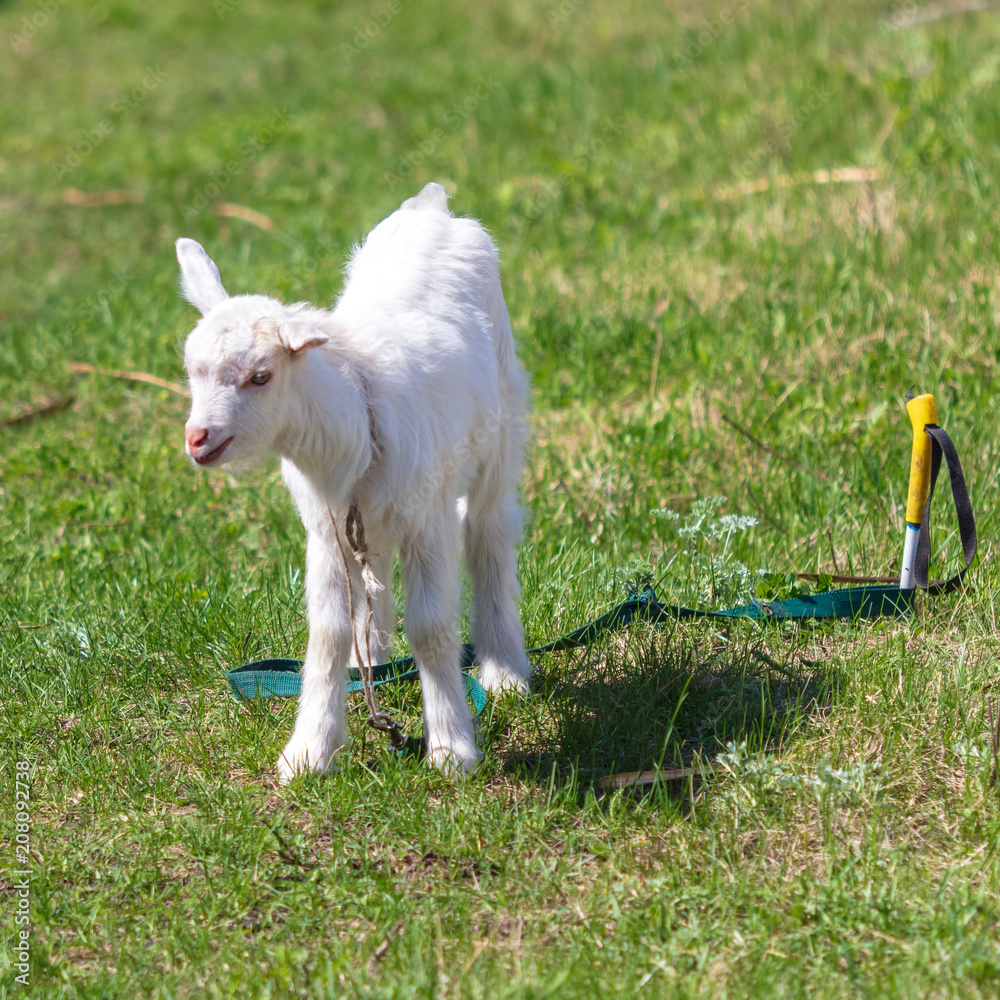 Obraz premium Portrait of a white goat in the nature