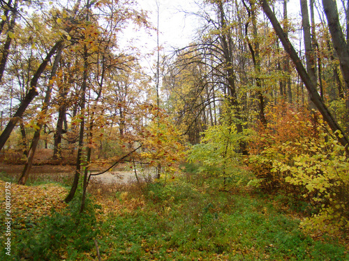 Fototapeta Naklejka Na Ścianę i Meble -  Beautiful autumn view with a pond