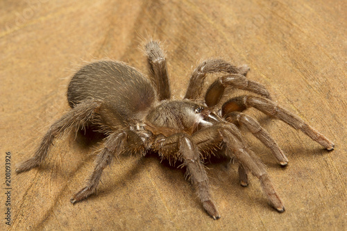 Tarantula, Theraphosidae, Gurjee, Tripura , India