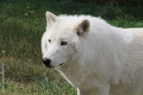 Closeup Of Nova  Yamnuska Wolfdog Sanctuary  Cochrane  Alberta
