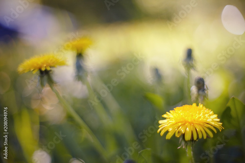 Fototapeta Naklejka Na Ścianę i Meble -  Abstract background with a yellow flower - a dandelion