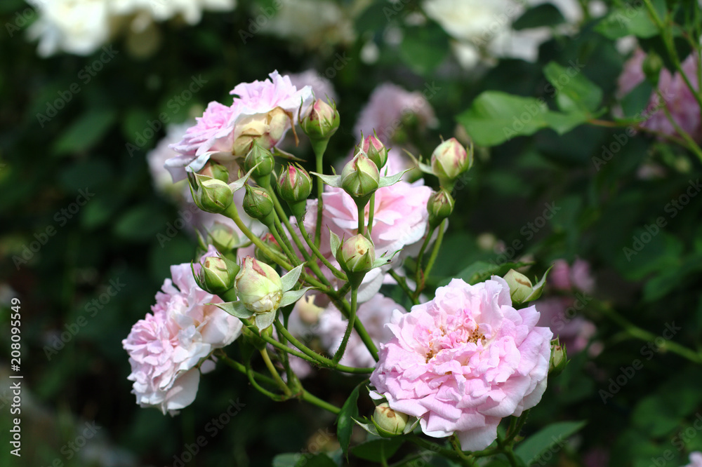 Completely bloomed rosebud of pink color on the background of other roses Completely bloomed rosebud of pink color on the background of other roses