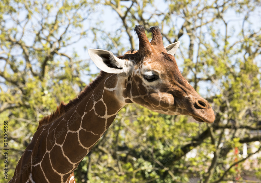 Giraffe (Giraffa) in front of trees Giraffe (Giraffa) in front of trees