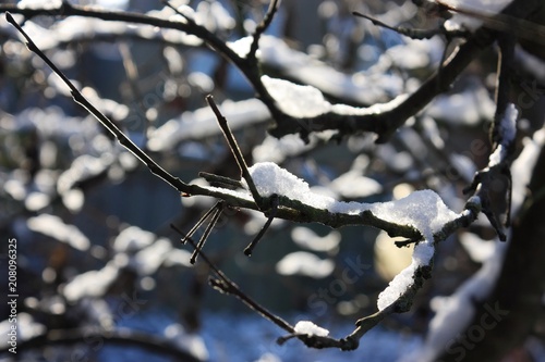 White snow on dark branches, backlit by the sun in winter