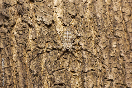 Tree trunk spider or two-tailed spider, Hersilia sp, Hersiliidae, Aarey milk colony Mumbai photo