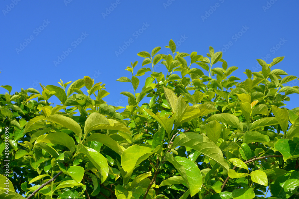 Blue sky and persimmon leaves