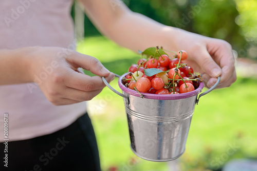 Ripe sweet cherry in small bucket