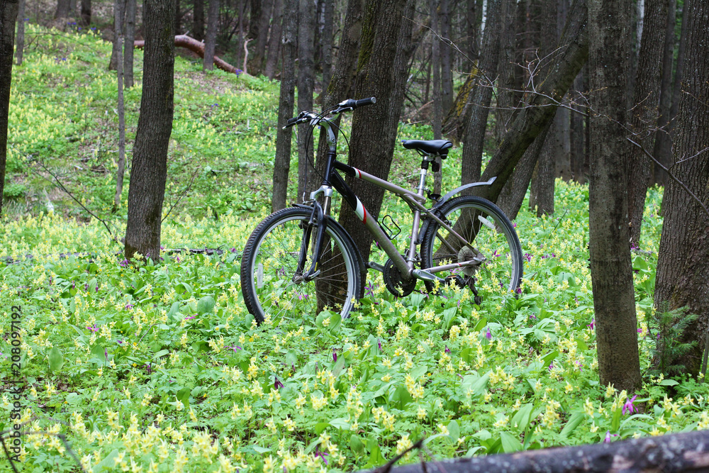 A bicycle is standing by a tree in the forest