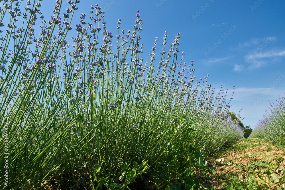 Lavender in a garden Lavender in a garden