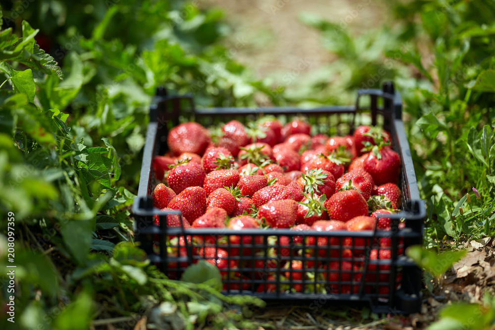Strawberries in a crate Strawberries in a crate