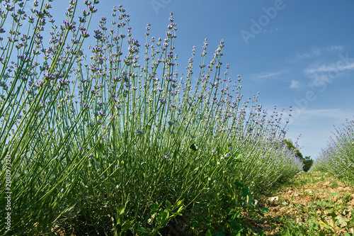 Lavender in a garden