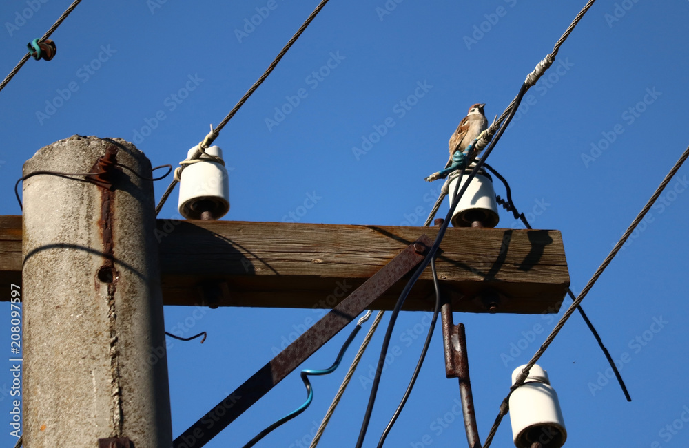 Sparrow on the electric pole