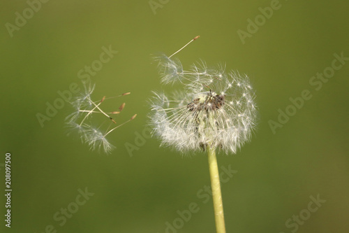 Dandelion seeds are carried by the wind