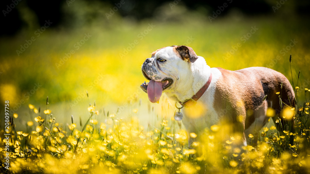 The English Bulldog The English Bulldog