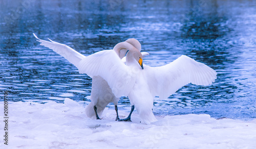 Hugging whooper swans. Photo from Kajaani  Finland.