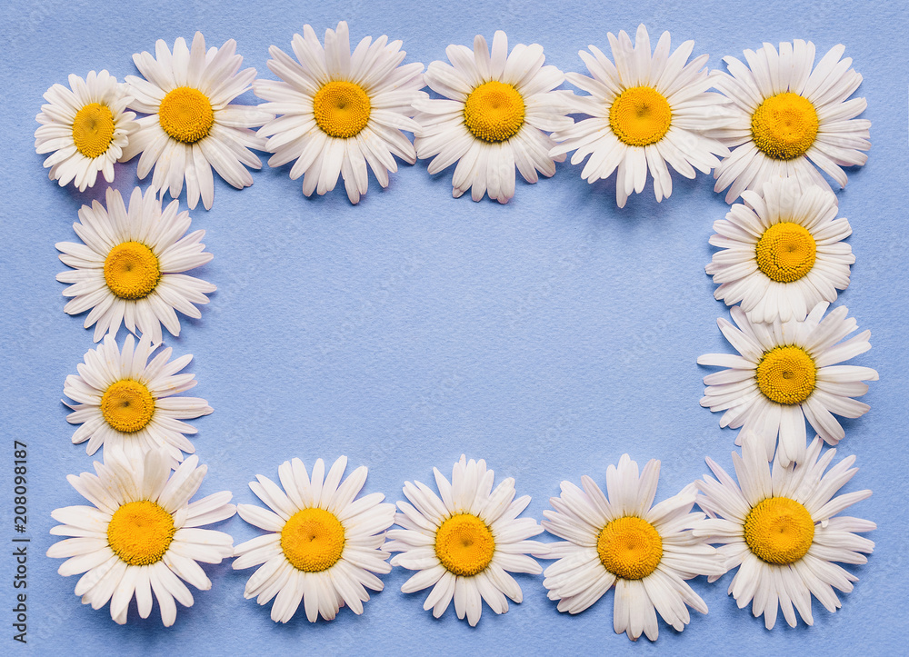 Fototapeta premium Natural herbal frame. Chamomile flowers on blue paper background. Copy space, top view.