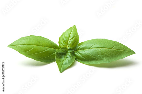 closeup of basil leaves on white background