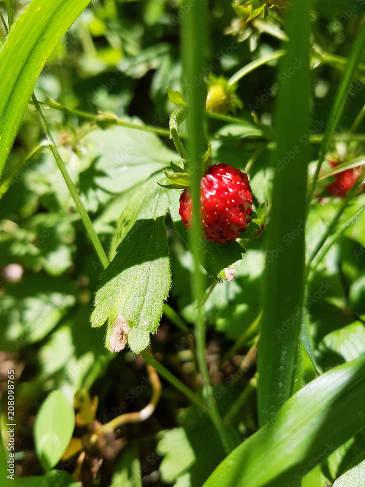Hidden Wild Strawberry Hidden Wild Strawberry