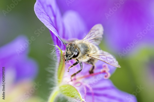Bee with Geranium x magnificum - Best Hardy Geranium