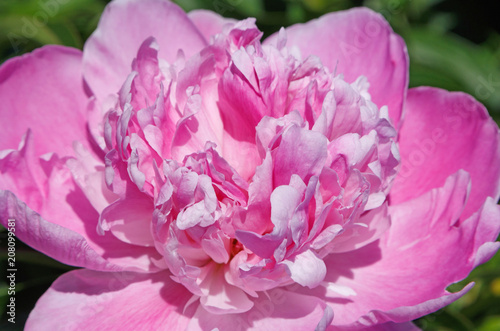 Fototapeta Naklejka Na Ścianę i Meble -  close up of pink peony in garden